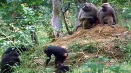 Baboons And Chimps Eating Other Animals