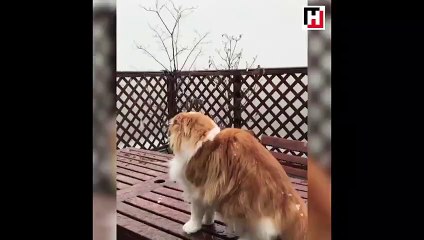 İlk kez kar gören kedi