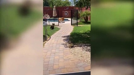 40 Funniest Moments Of The Year Caught On Camera