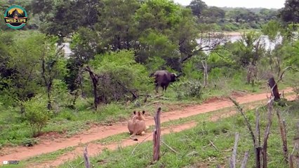 Amazing Skills Animals Require To Survive In The Wild