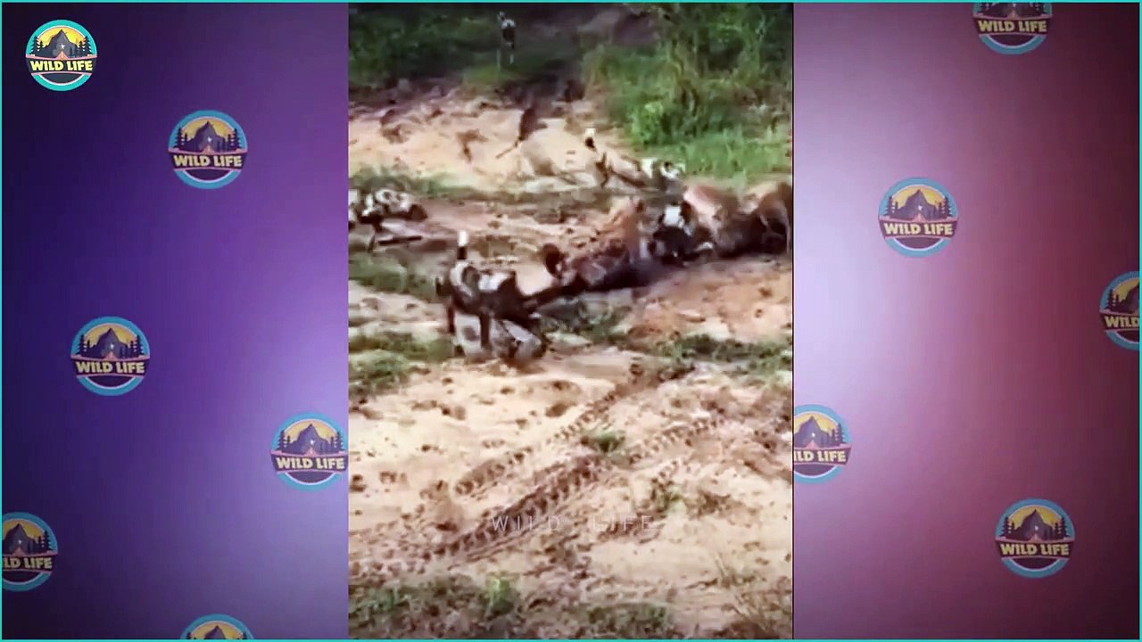 What Happens When Two Predators With Matching Strength Fight