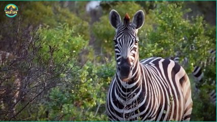 Moments When Animals Messed With Rhinos And Brutally Lost