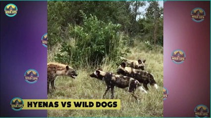 Most Cruel Attacks By Hyenas In The Wild