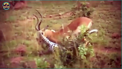 Amazing And Savage Leopard Hunting Moments Captured On Camera