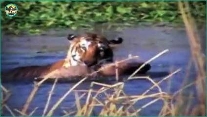 Tigers Showing Their Power And Savagery In The Wild