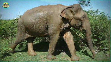 Crazy Battling Moments Between Animals Of The Same Species
