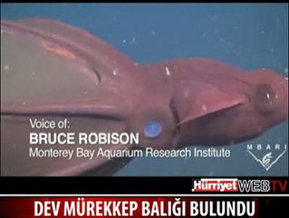 VAMPİR MÜREKKEP BALIĞI BULUNDU