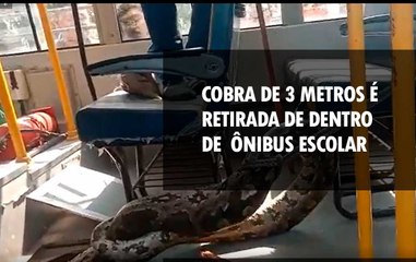 Cobra de 3 metros é retirada de dentro de ônibus escolar