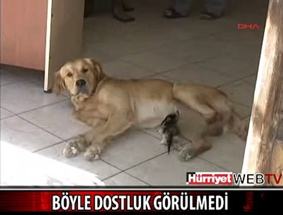ŞAŞIRTAN DOSTLUK