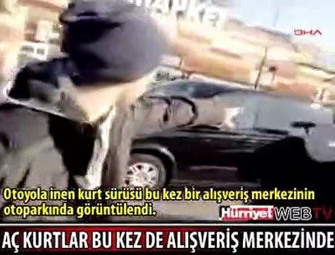 ALIŞVERİŞ MERKEZİNDE KURT DEHŞETİ