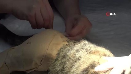 Bursa haberi: Bursa'da tedavi gören can dostlara 'Koruyucu aileler' aranıyor