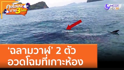 'ฉลามวาฬ' 2 ตัว อวดโฉมที่เกาะห้อง (13 ต.ค. 65) คุยโขมงบ่าย 3 โมง