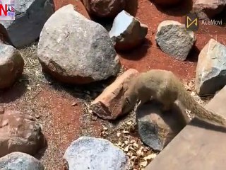 Cobra snake fighting || snake video