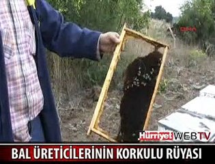 AYILAR BAL ÇALMAK İÇİN KÖYE GELDİ