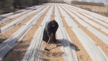 Filistinli kadın yetiştirdiği ürünlerle zorlukları aşıyor