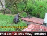 EVİNE GİDİP GELİRKEN YAMAÇ TIRMANIYOR