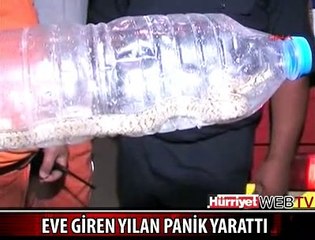 EVE GİREN ZEHİRLİ YILAN PANİK YARATTI