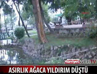 ASIRLIK AĞACA YILDIRIM DÜŞTÜ