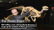 150-million-year-old fossilised dinosaur to go up for auction in Paris