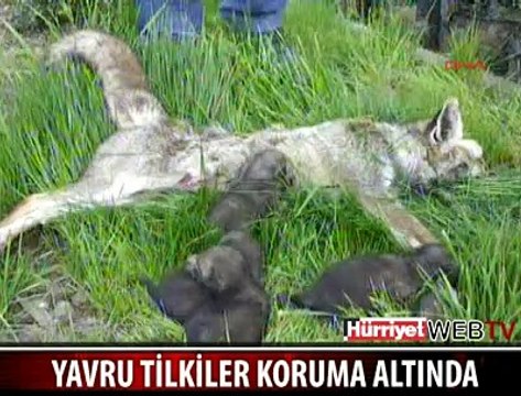 YAVRU TİLKİLER KORUMA ALTINDA