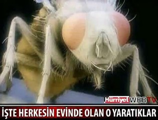 EVLERİMİZİ İSTİLA EDEN O BÖCEKLER