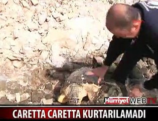 SAHİLE VURAN CARETTA CARETTA ÖLDÜ