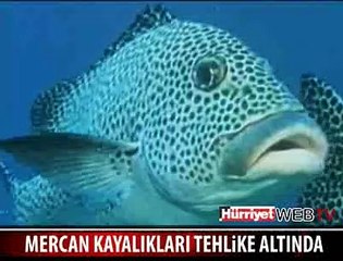 MERCAN KAYALIKLARI YOK OLUYOR
