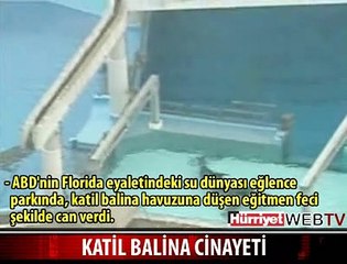 KATİL BALİNA EĞİTMENİ ÖLDÜRDÜ