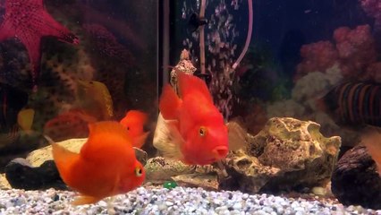 Most Beautiful Fish #pets #fish