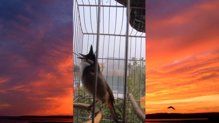 Burung cantik
