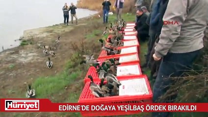 Edirne'de doğaya ilk defa yeşilbaş ördek bırakıldı