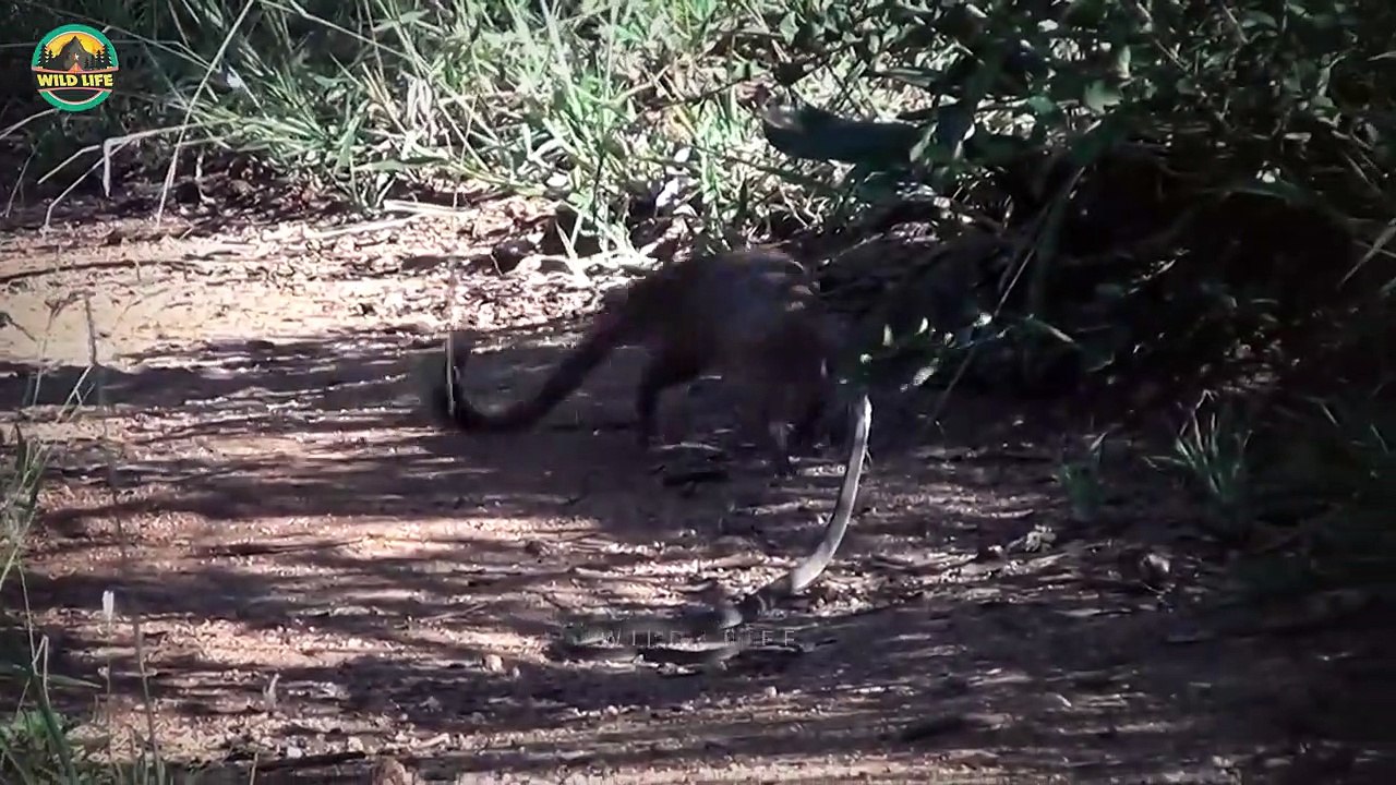 Best Bewildering Moments Of Wild Animal Battles