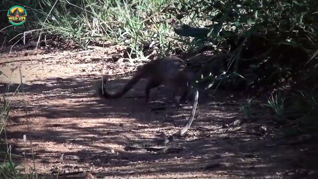 Best Bewildering Moments Of Wild Animal Battles