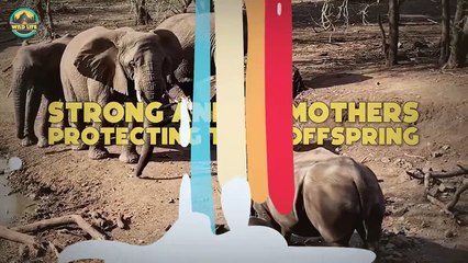 Strong Animal Mothers Protecting Their Offspring
