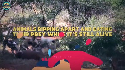 Animals Ripping Apart And Eating Their Prey While It’s Still Alive