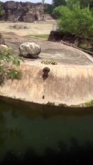 cute little duckies made my day