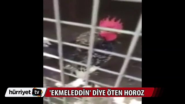 'Ekmeleddin' diye öten horoz