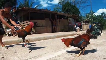 37 Moments When Pets Get Into Fights Fearlessly