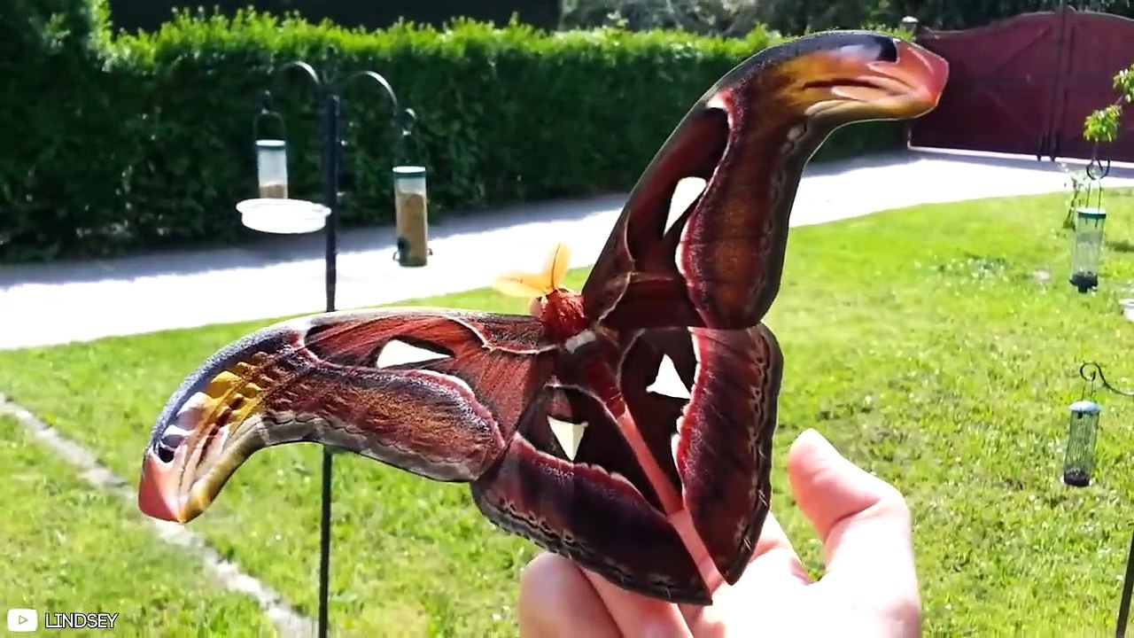 30 Biggest Animals You Will Ever See !