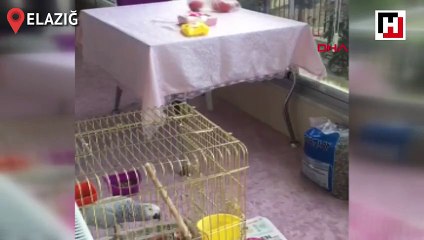 Havlayan papağan şaşırtıyor