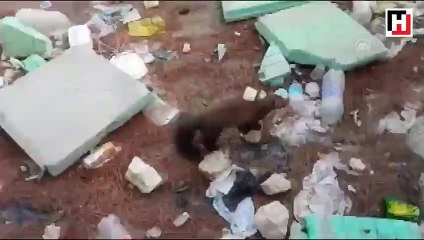 Sulama havuzunda mahsur kalan sansar kurtarıldı