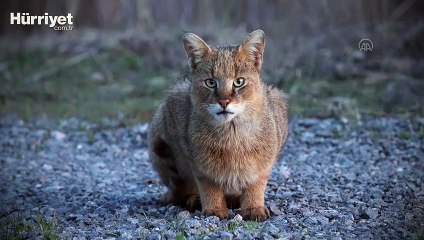 Şans eseri nesli tükenmekte olan saz kedisini görüntüledi