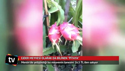 Ejder meyvesi "pitaya" beklenenden daha karlı