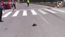 Yaya geçidinden karşıya geçen kaplumbağa trafiği durdurdu