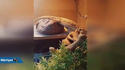 El sallayan kertenkele herkesi şaşırttı