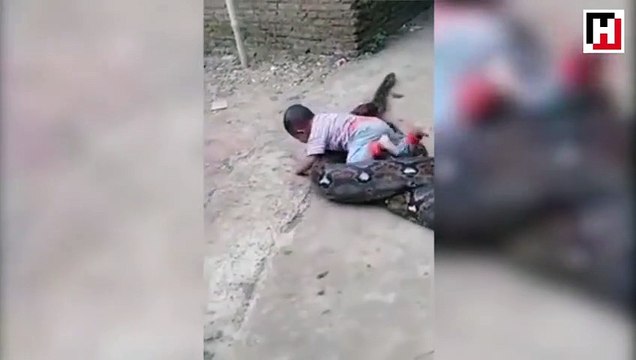 Endonezya'da dev pitonla oynayan küçük çocuk şaşkınlık yarattı