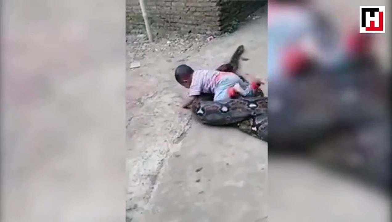 Endonezya'da dev pitonla oynayan küçük çocuk şaşkınlık yarattı