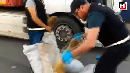 Haydarpaşa Ro-Ro limanında çuvallar dolusu tilki kürkü ele geçirildi