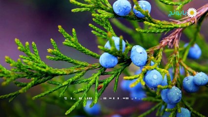 فوائد نبات العرعر للمرأة