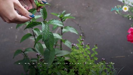 فوائد زيت النعناع للجنس والمناطق الحساسة